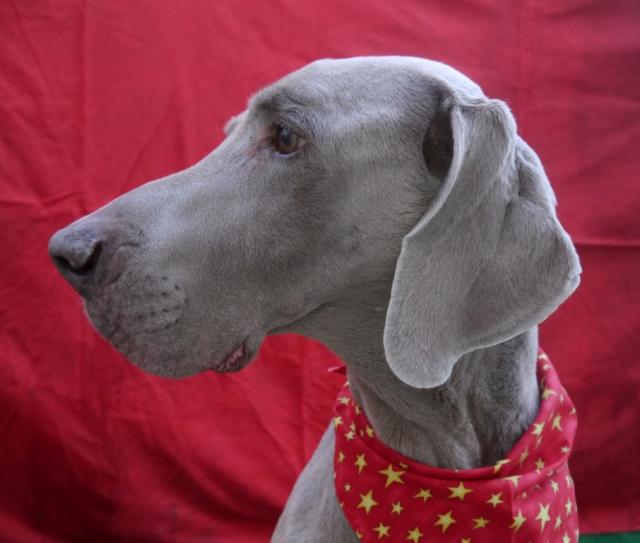 Remi 4